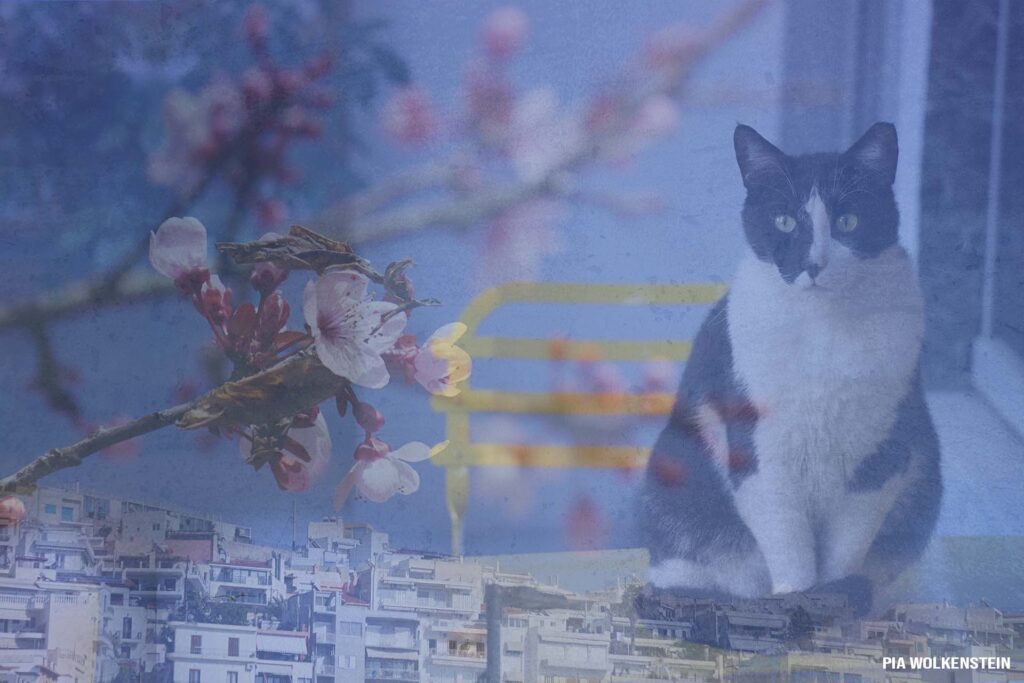 Foto Collage Katze Ueber Athen Pia Wolkenstein