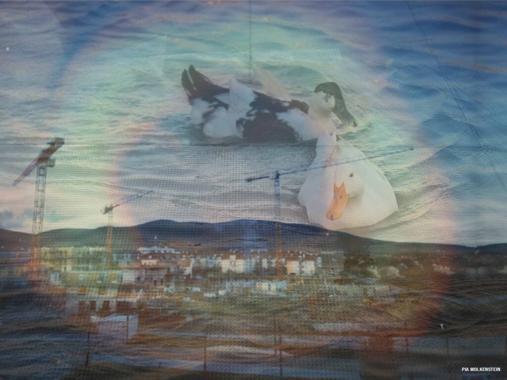 Startseite Collage Enten Schauen Auf Baden Wolkenstein